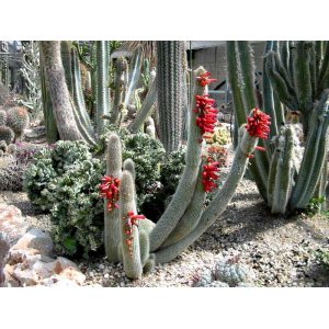 Kaktus starého muža (Cleistocactus strausii) - výška 130+ cm, kont. C40L (-5°C)